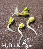 Ростки горчицы - фото Рикулька